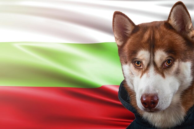 Portret czerwonego psa husky na tle flagi narodowej Bułgarii