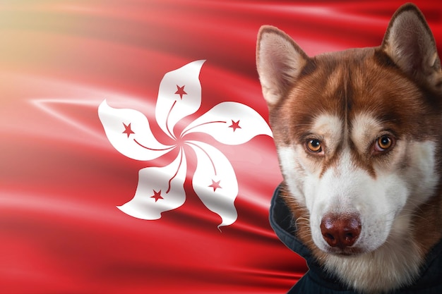 Portret czerwonego psa husky na tle flagi narodowej Hongkongu.