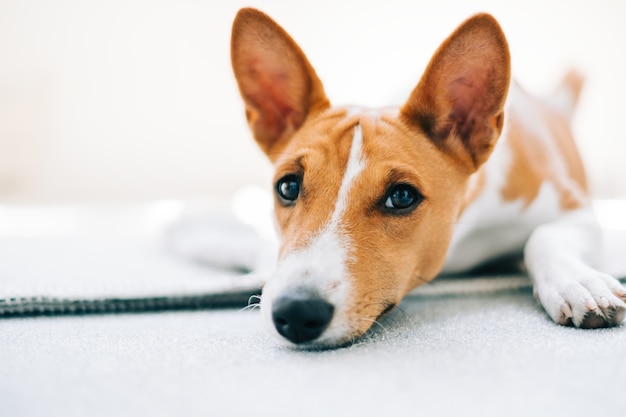 Portret czerwony biały pies basenji leżącego na podłodze i patrząc na kamery.