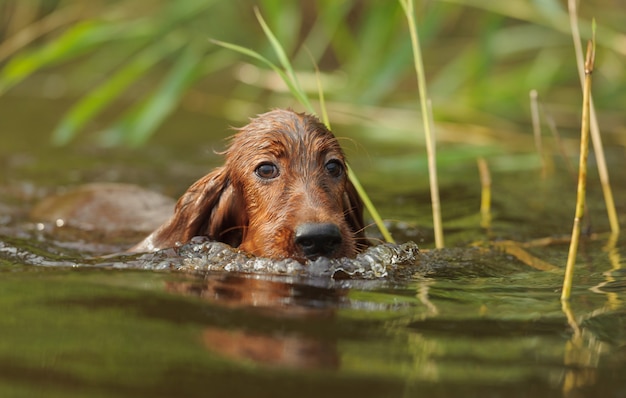 Portret Czerwony Pies Pływa W Niebieskiej Wodzie Nad Jeziorem, Na Zewnątrz, Poziomo