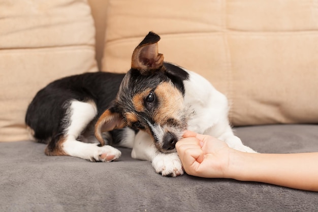 Portret czteromiesięcznego szorstkowłosego szczeniaka Jack Russell Terrier śpiącego w psim łóżku Mały, szorstki, powlekany piesek z zabawnymi plamami futra odpoczywający na leżaku Z bliska kopiowanie tła