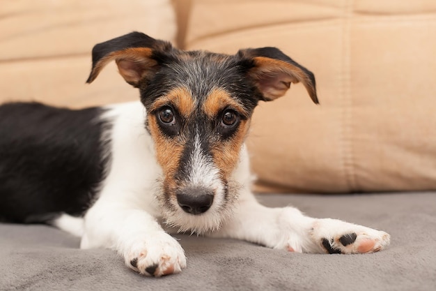 Portret czteromiesięcznego szorstkowłosego szczeniaka Jack Russell Terrier śpiącego w psim łóżku Mały, szorstki, powlekany piesek z zabawnymi plamami futra odpoczywający na leżaku Z bliska kopiowanie tła