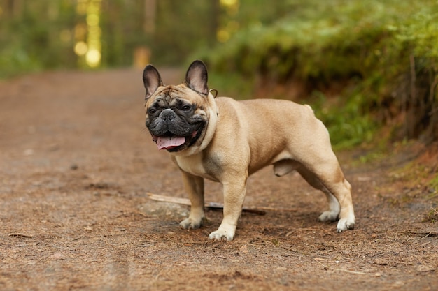 Portret czystej krwi Buldog francuski spaceru w lesie na zewnątrz