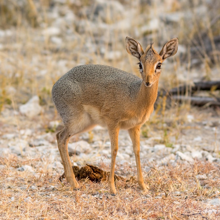 Zdjęcie portret damary dik dik