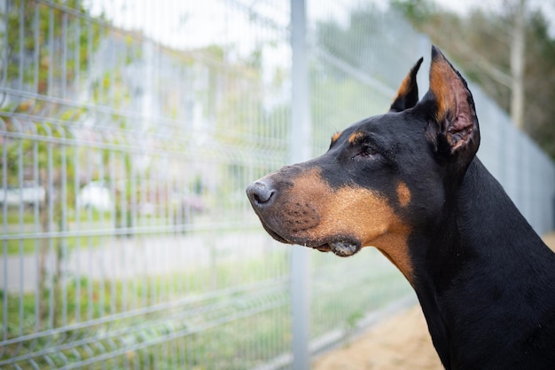 Portret dobermana nakręcony na terenie szkoleniowym na spacer dla psów