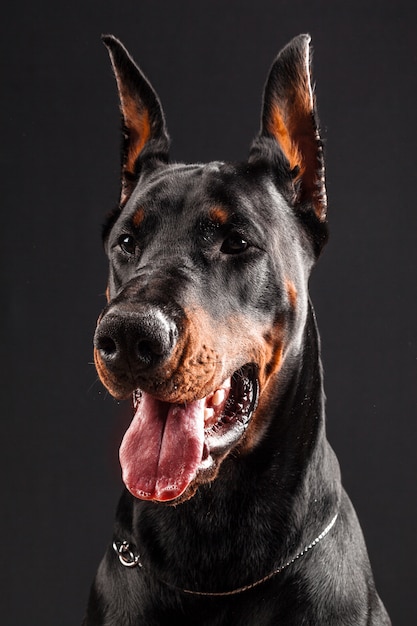 Portret Dobermana Pinczera Na Czarno.