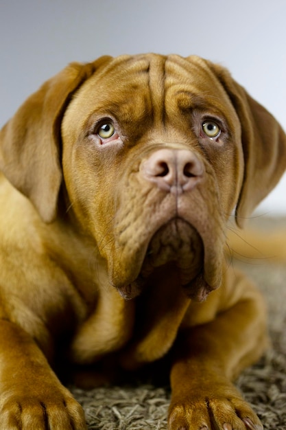 Zdjęcie portret dogue de bordeaux mastif francuski czystej krwi wspaniały pies z rodowodem