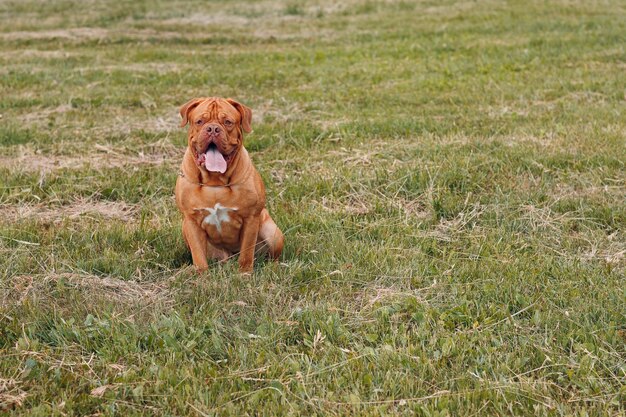 Portret Dogue de Bordeaux. Pies mastif.