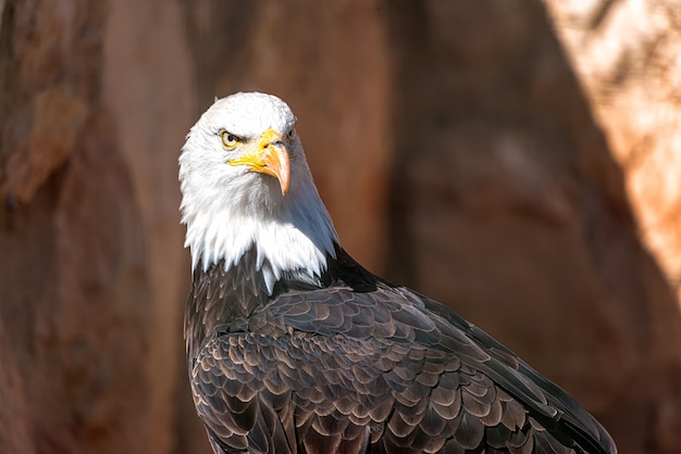 Portret dorosłego orła bielika