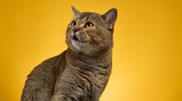Portret dorosłego, szarego, prostego kota szkockiego na żółtym tle