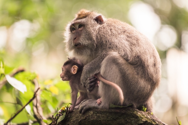 Portret dorosłej małpy w Monkey Forest, Ubud, Bali