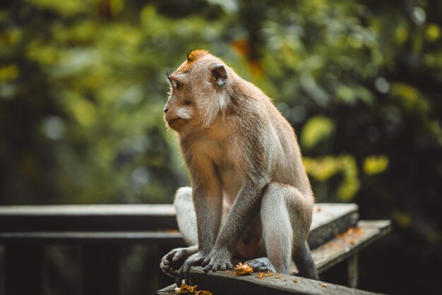 Portret dorosłej małpy w Monkey Forest, Ubud, Bali