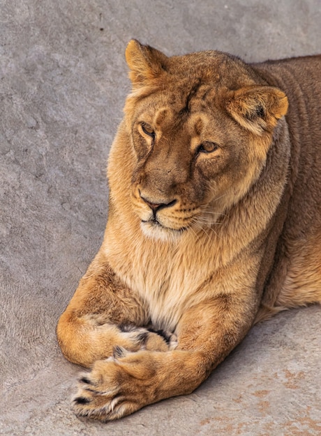 Portret dorosłej samicy lwa (panthera leo)