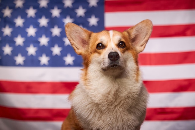 Portret dumnego psa rasy Welsh Corgi Pembroke przed amerykańską flagą