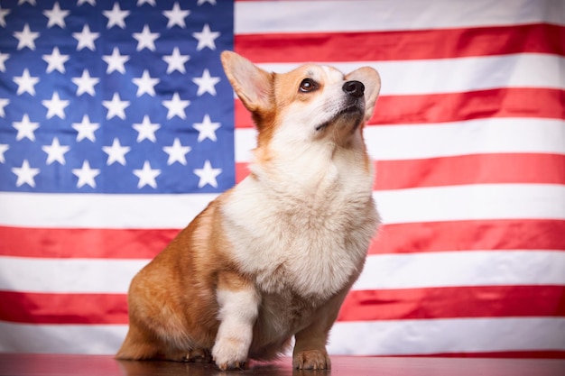 Portret dumnego psa rasy Welsh Corgi Pembroke przed amerykańską flagą