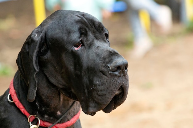 Portret duńskiego psa, jednej z największych ras na świecie