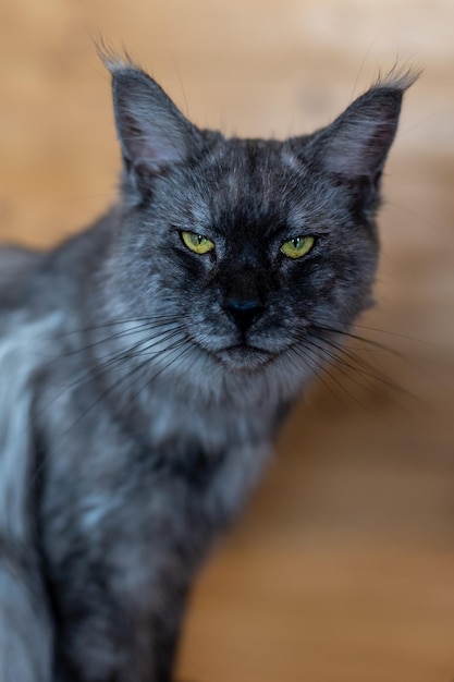 Portret dużego kota Maine Coon