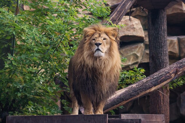 portret dużego pięknego lwa