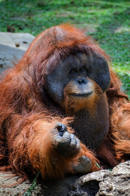 Portret Dużego Samca Orangutana