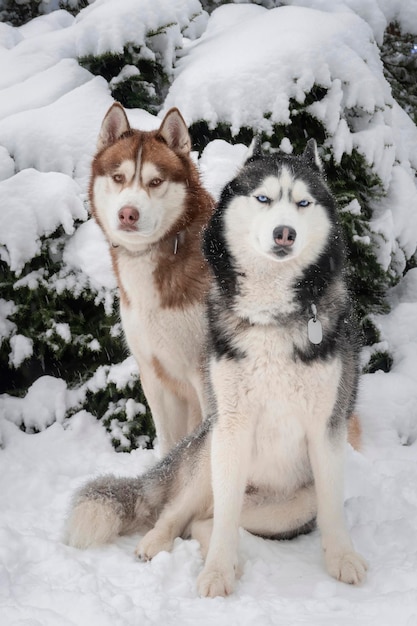 Portret dwa psy husky syberyjskie siedzą na śniegu w zimowym parku