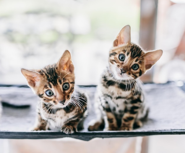 Portret Dwóch Młodych Kotów Bengalskich śliczne Kocięta