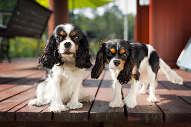 Portret Dwóch Psów Cavalier Spanieli