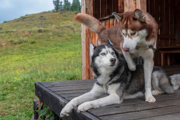 Portret dwóch psów husky syberyjskich na drewnianym ganku wiejskiego domu