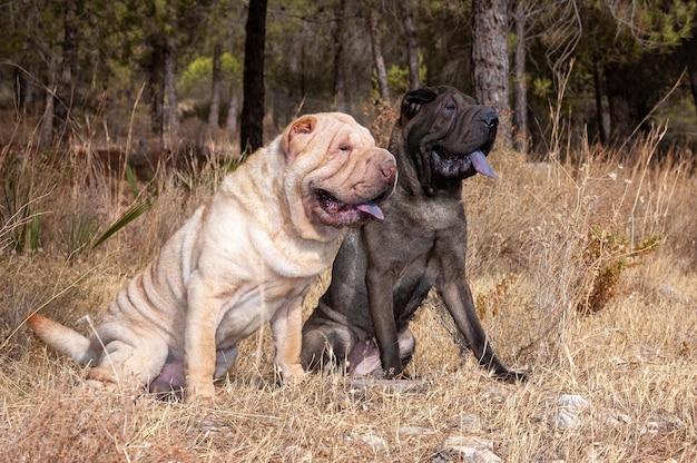 Portret dwóch rasowych psów shar pei w polu z tłem błękitnego nieba