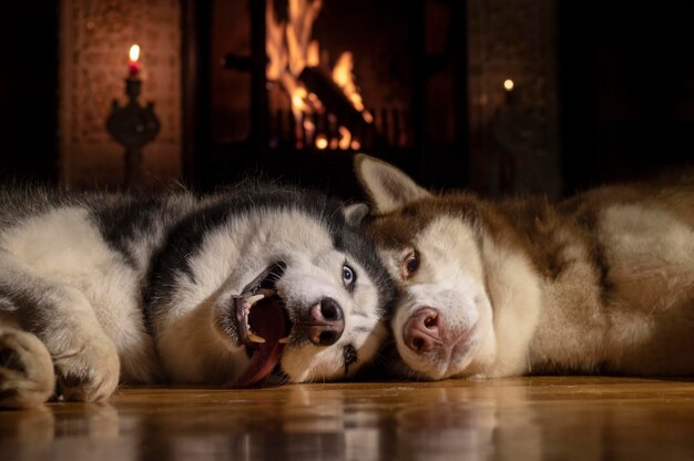 Portret dwóch szczęśliwych uśmiechniętych psów husky drzemiących przy płonącym kominku w pokoju wieczornym