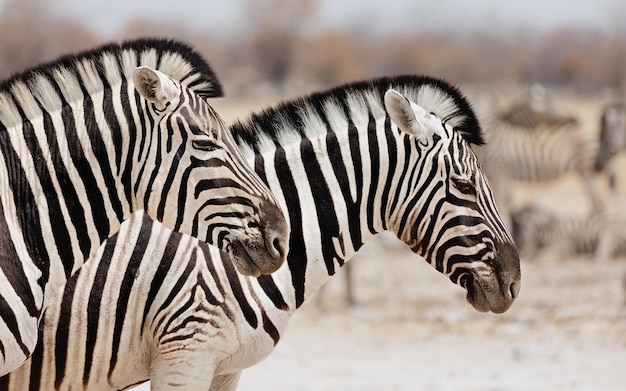 Portret dwóch zebr w profilu. Etosza. Namibia