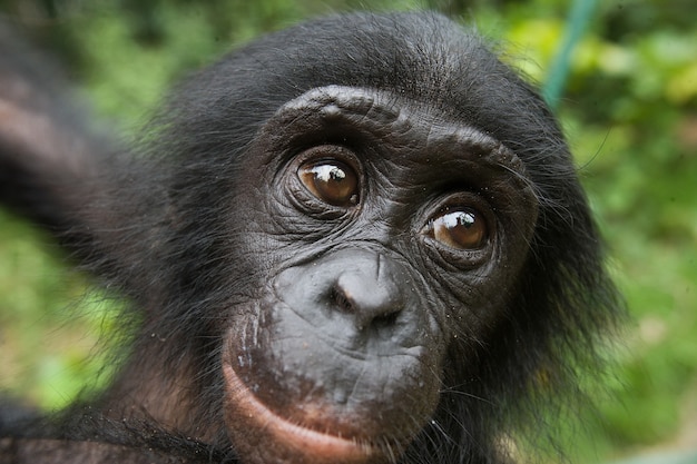 Portret dziecka bonobo. Demokratyczna Republika Konga. Park Narodowy Lola Ya Bonobo.