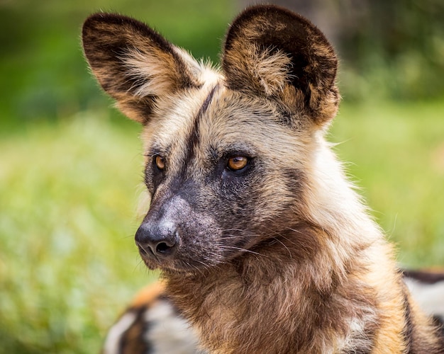 Portret dzikiego afrykańskiego psa łaciatego w zoo