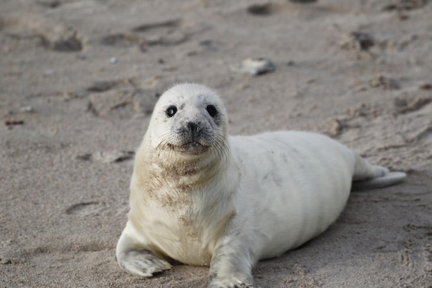 Zdjęcie portret foki na piasku na plaży