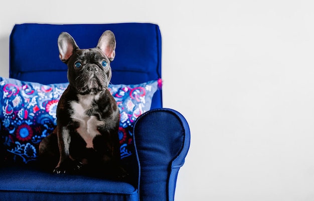 Portret francuskiego buldoga siedzącego na niebieskiej kanapie