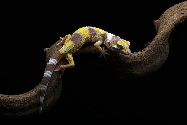 Portret gekona lamparta (Eublepharis macularius)