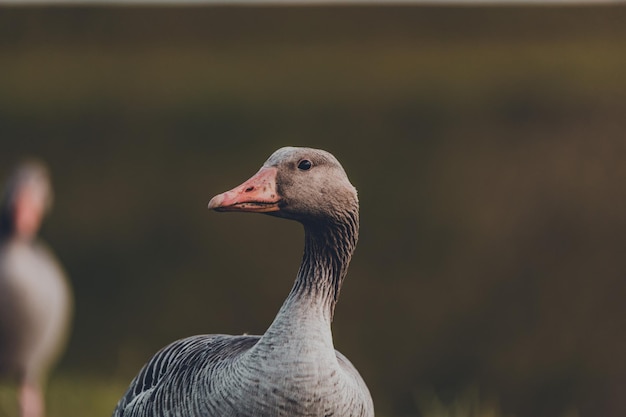 Portret gęsi