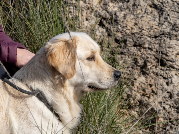 Portret głowy psa Golden Retriever obok jego właściciela trzymającego się za ręce na smyczy