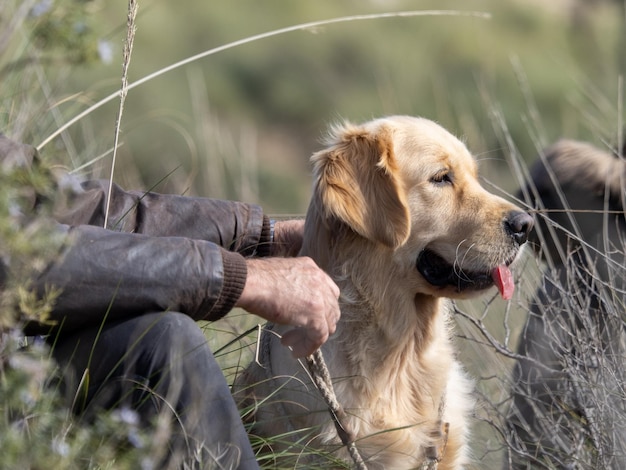 Portret głowy psa Golden Retriever obok jego właściciela trzymającego się za ręce na smyczy