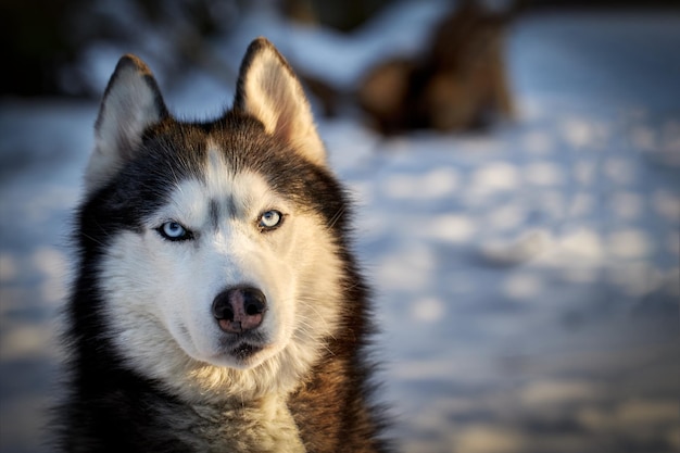 Portret głowy śliczny pies husky w słonecznym lesie