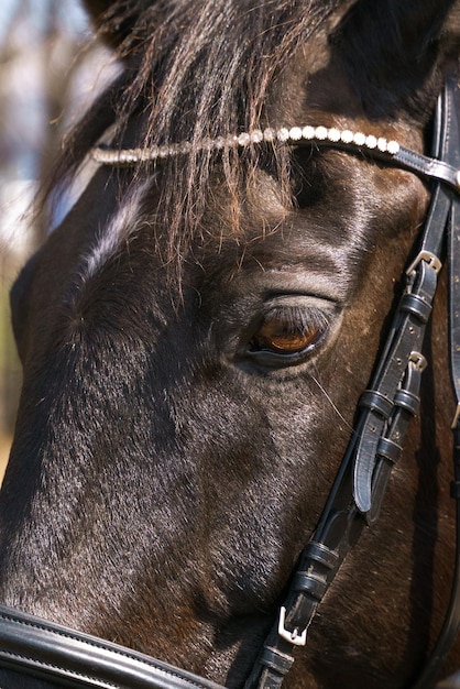 Portret gniadego konia w pięknym czarnym zbliżeniu uzdy