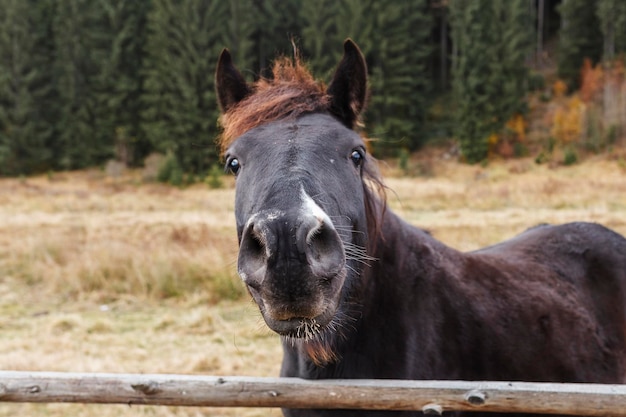 Portret godziny na leśnym bakground Broun hourse kaganiec