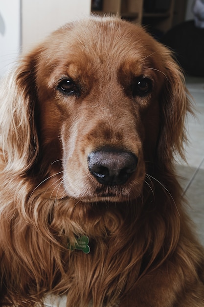 Portret golden retriever psa odpoczynek w domu. Zbliżenie