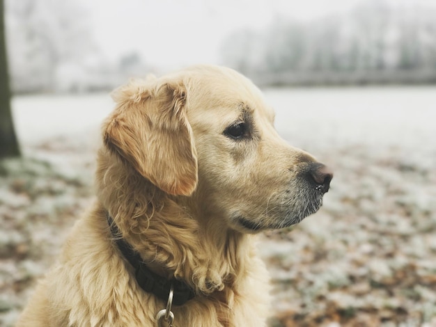 Portret golden retrievera na świeżym powietrzu