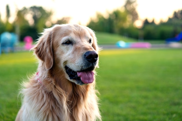 Portret golden retrievera w polu