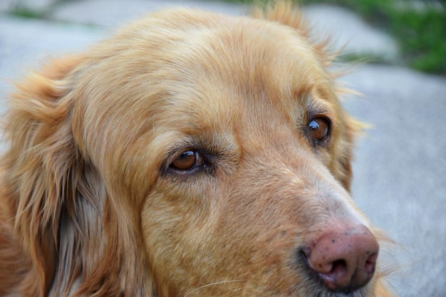 Portret golden retrievera z bliska