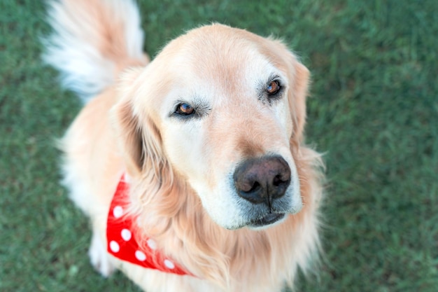 Portret golden retrievera z centralnego punktu widzenia