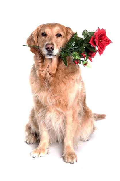 Portret golden retrievera z sztucznymi kwiatami w ustach na białym tle