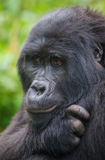 Portret goryla górskiego. Uganda. Park Narodowy Bwindi Impenetrable Forest.