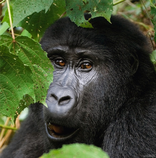 Portret Goryla Górskiego. Uganda. Park Narodowy Bwindi Impenetrable Forest.