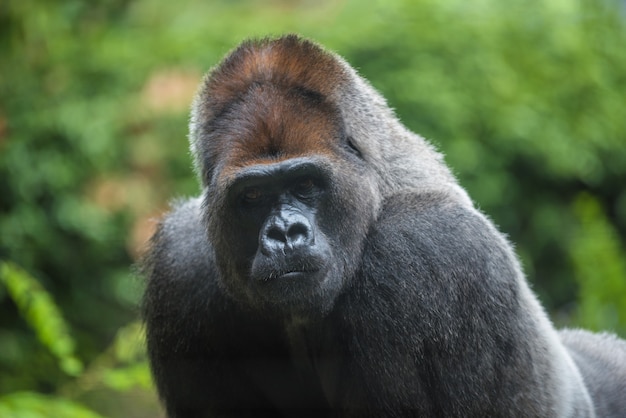 Portret Goryla Zachodni Nizinny Silverback